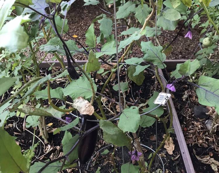 23509309_10213082987283852_8757251783252877602_o